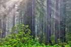 California. Del Norte Redwoods SP. Spring with sunbeams coming through redwoods and rhododendrons Art Print